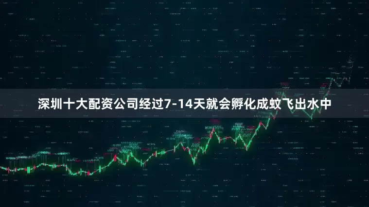 深圳十大配资公司经过7-14天就会孵化成蚊飞出水中